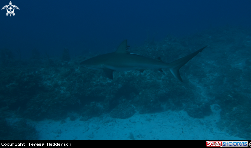 A Eleuthera