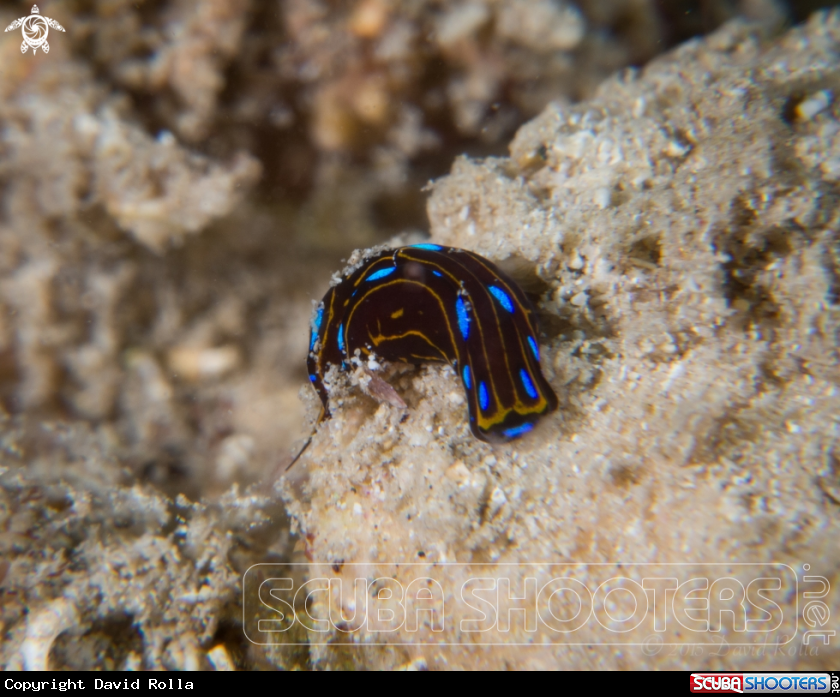 A Spotted swallowtail slug