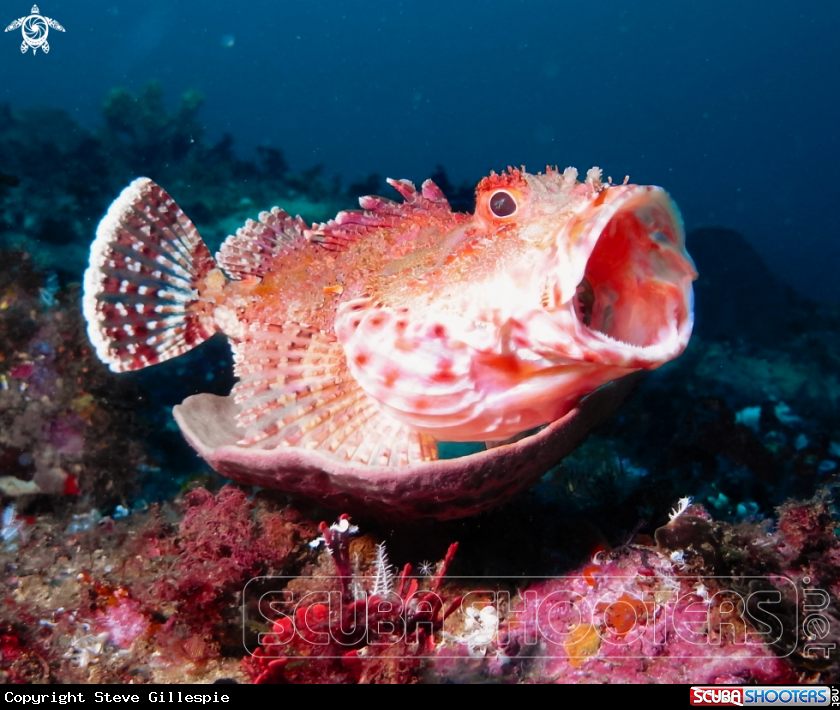 A Rock Cod