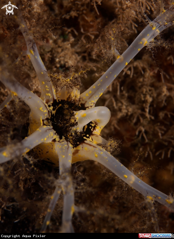 A Coral