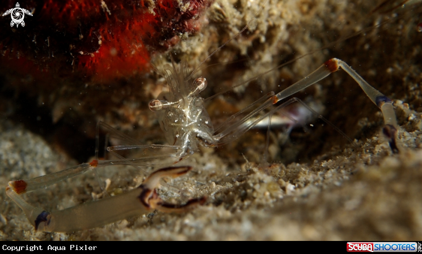 A Shrimp