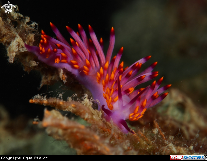 A Nudibranch
