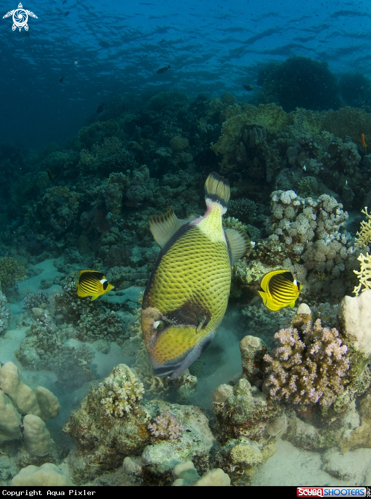 A Titan Triggerfish