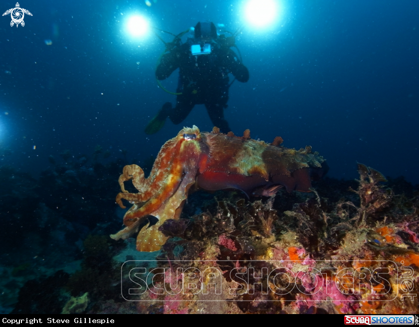A Giant Cuttlefish