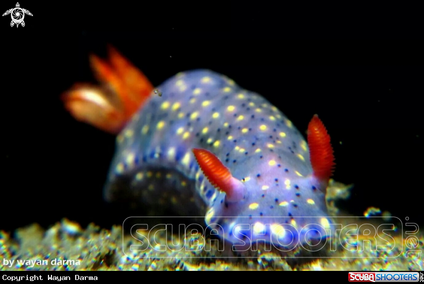 A nudibranch 