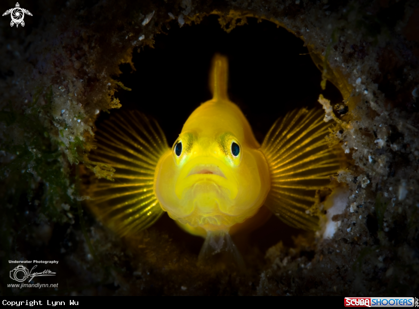 A Yellow Pygmy Goby