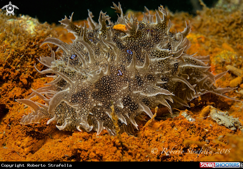 A Nudibranch