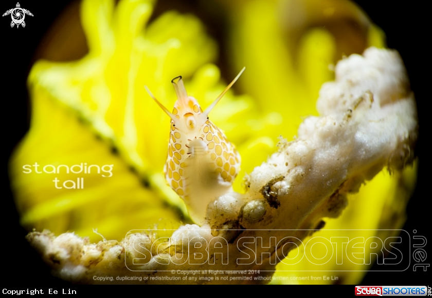 A Cowry