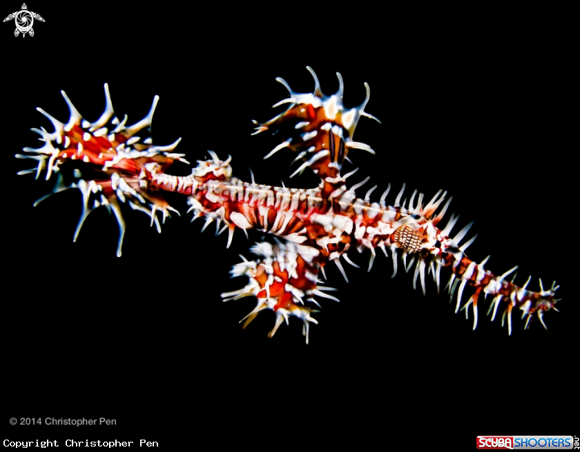A Ornate Ghost Pipefish 