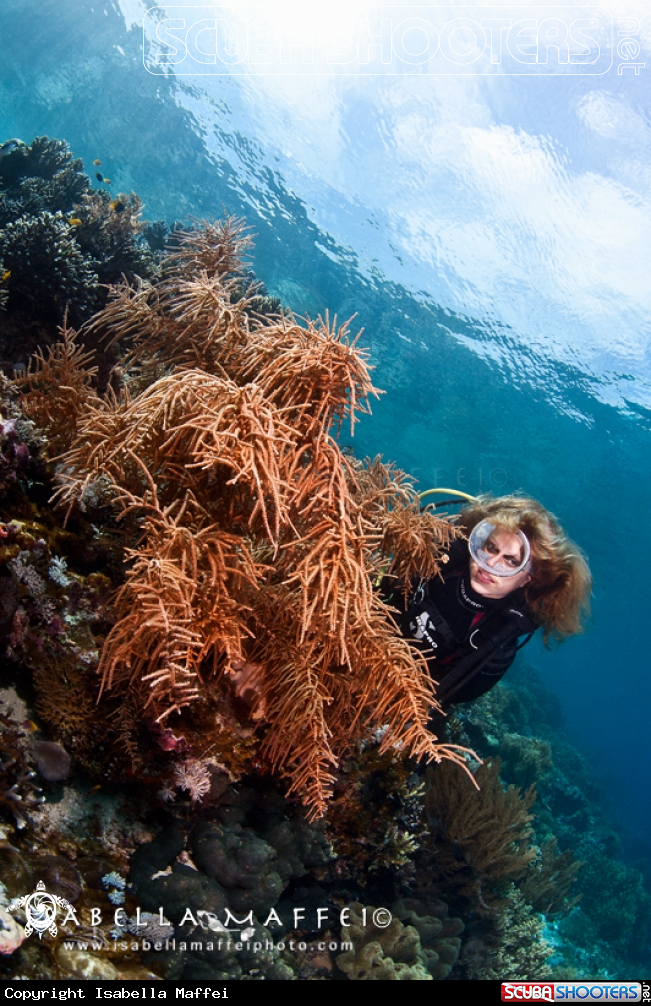 A Reef landscape