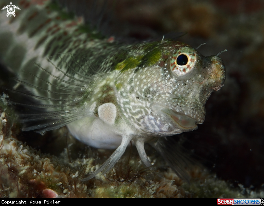 A Patzner's Blenny
