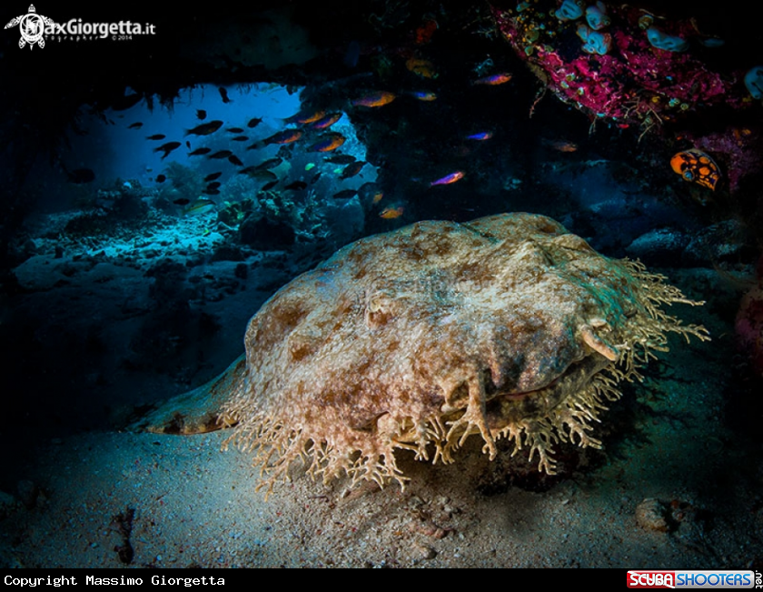 A wobegong shark