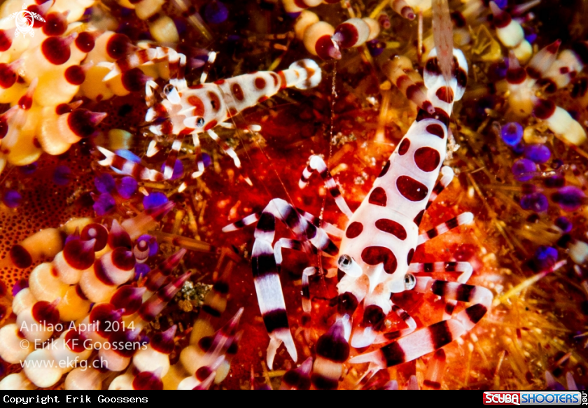 A  Coleman (Fire Urchin Shrimp) Sea Urc