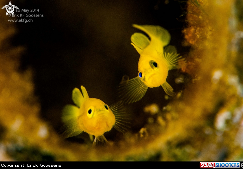 A Yellow pygmy goby 
