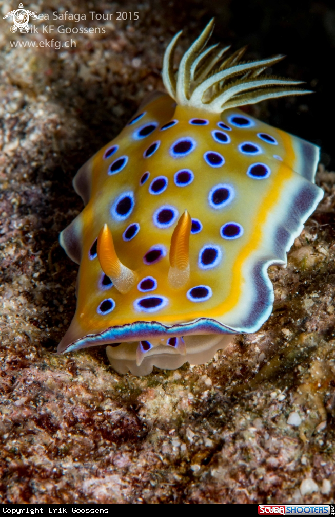 A Goniobranchus geminus