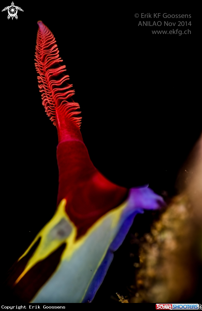 A Rhinophore of Nembrotha chamberlaini