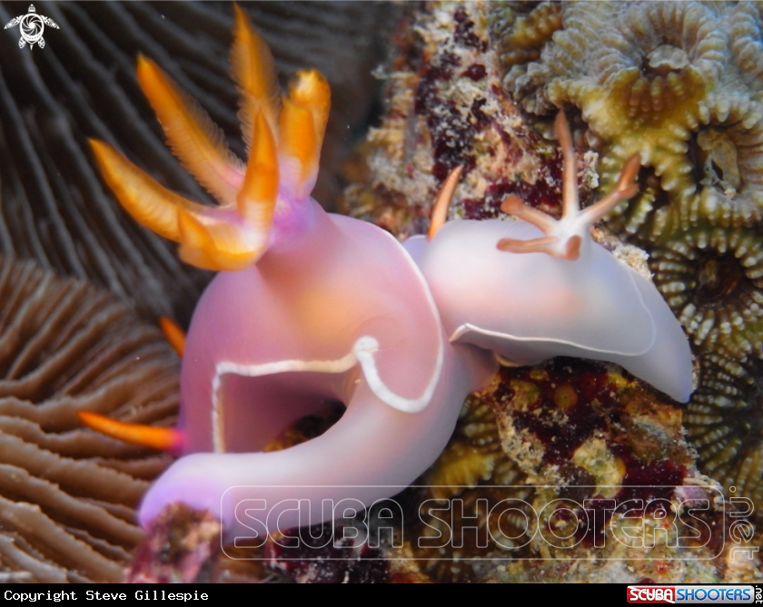 A Hypselodoris bullockii