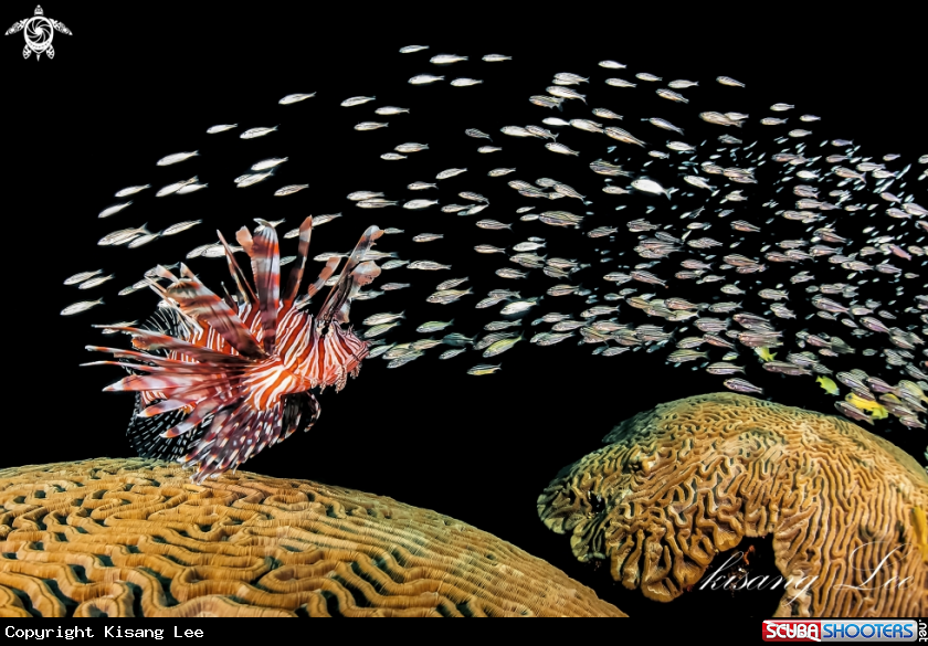 A Lion fish and small fish