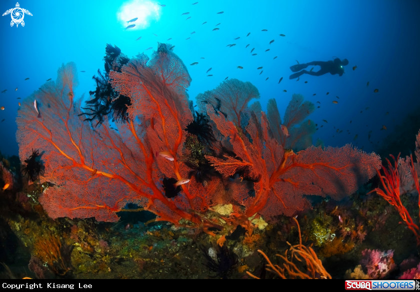 A Coral and diver