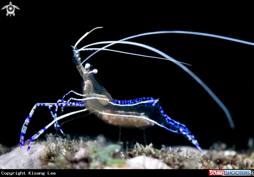 A Shrimp