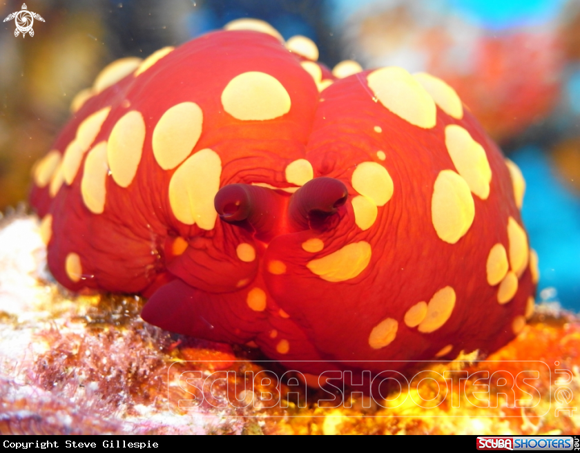 A Pleurobranchus Berthellina Martensi
