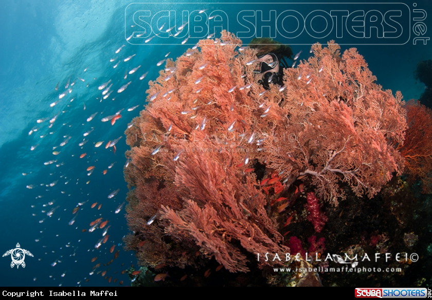 A reef landscape