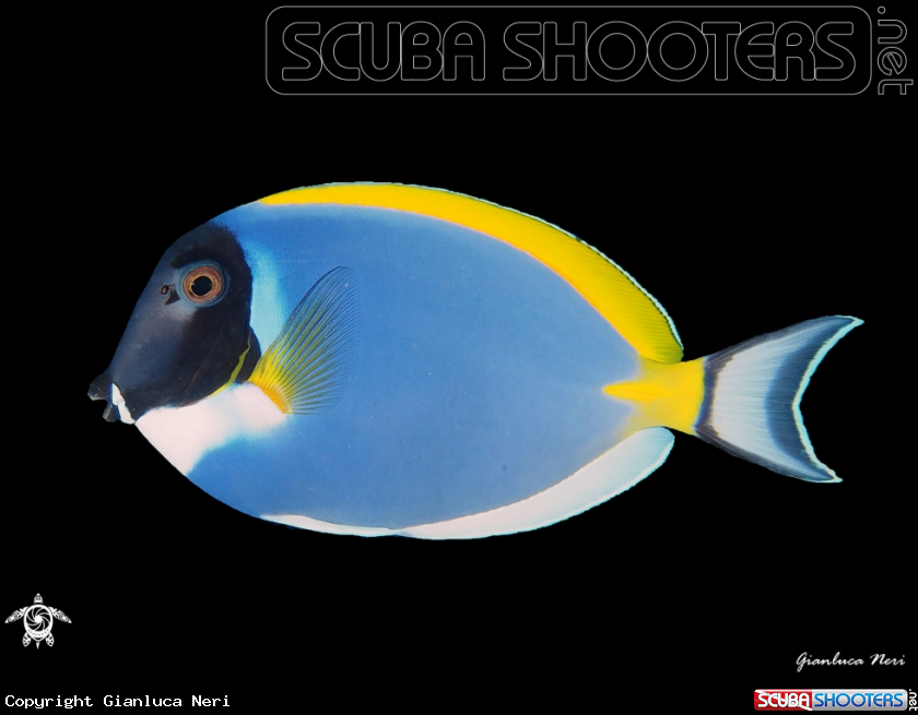 A Blue surgeonfish
