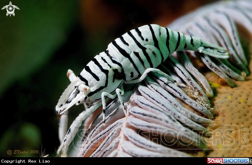A Crinoid Shrimp