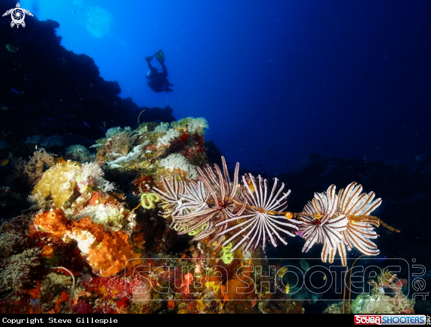 A Safari Reef - Tufi PNG