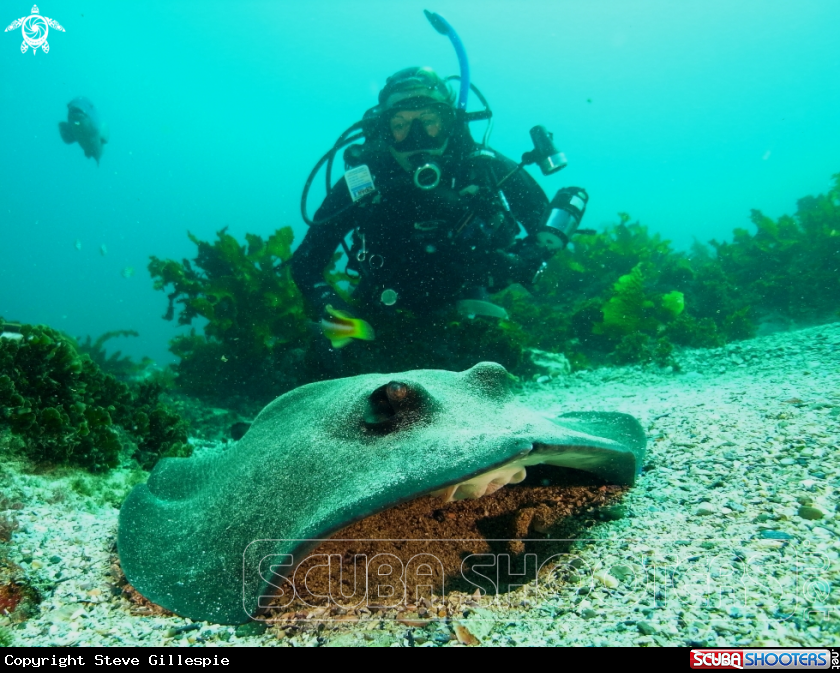 A Sting Ray