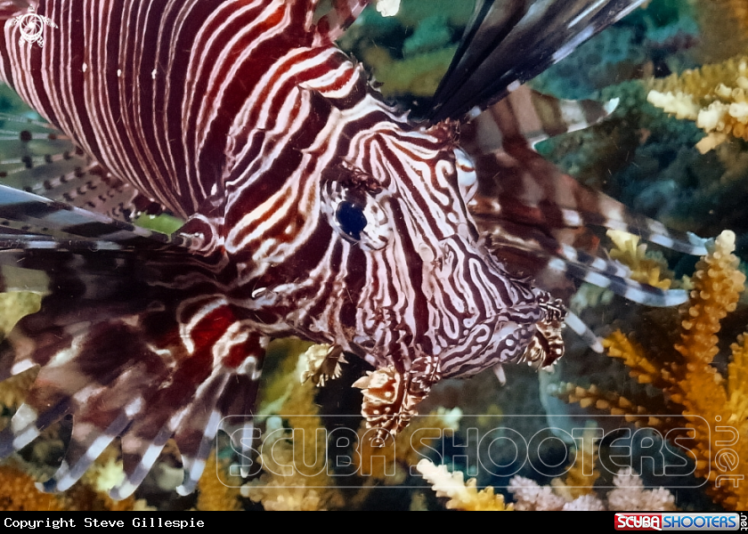 A Lion Fish