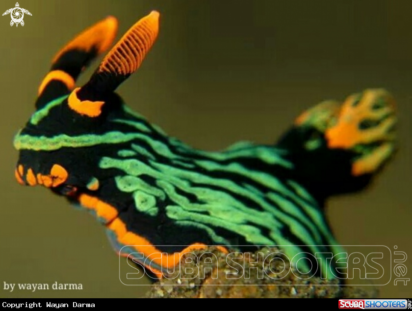 A rabbit nudi