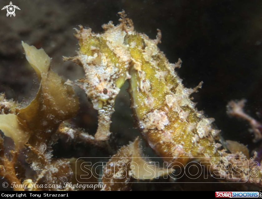 A White's seahorse