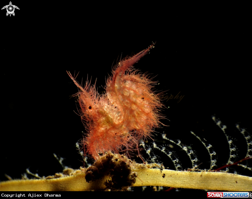 A hairy shrimp