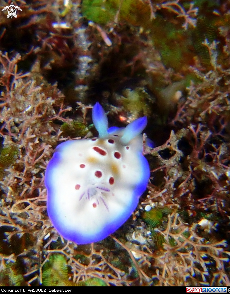 A Chromodoris cavae