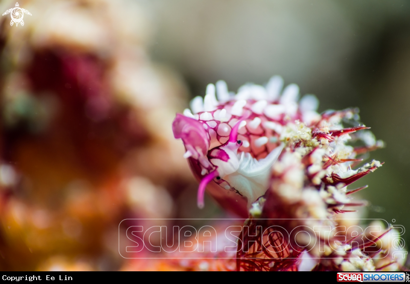A Cowry