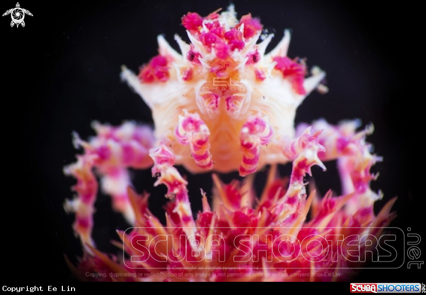 A Candy Crab