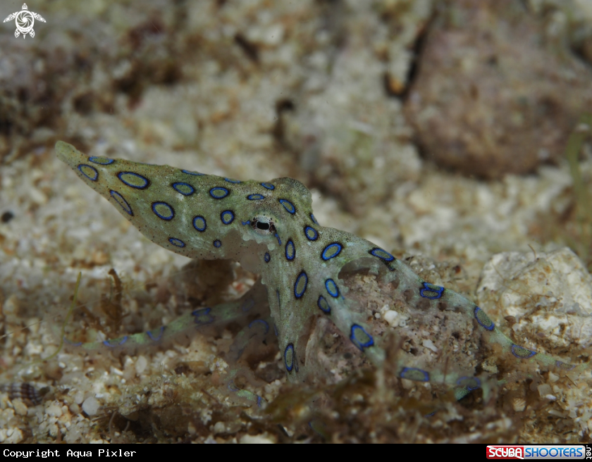 A Blue Ringed Octopus