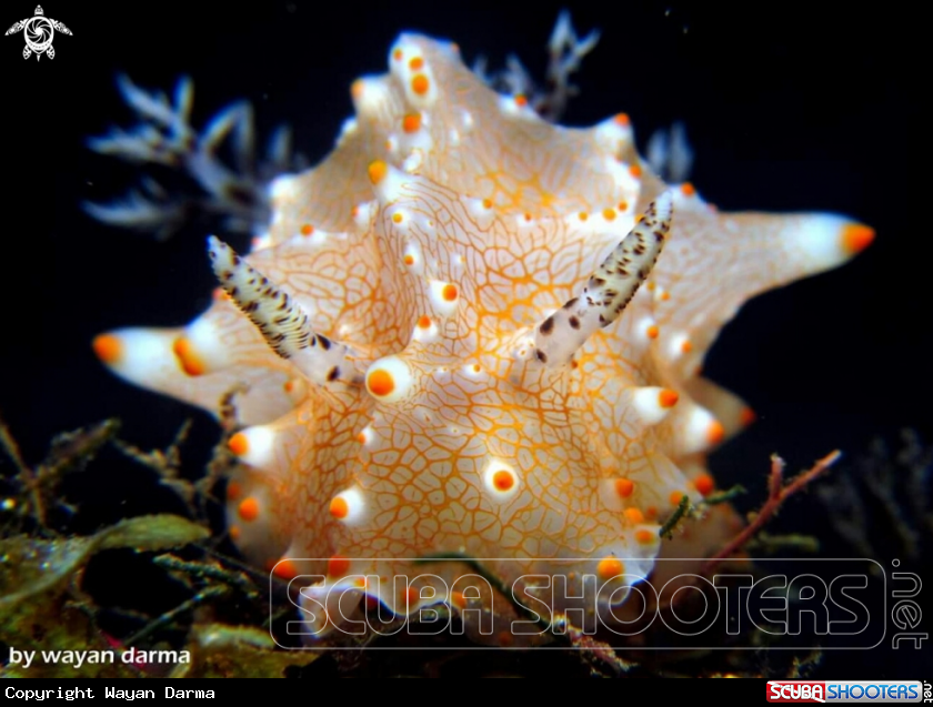 A nudibranch 