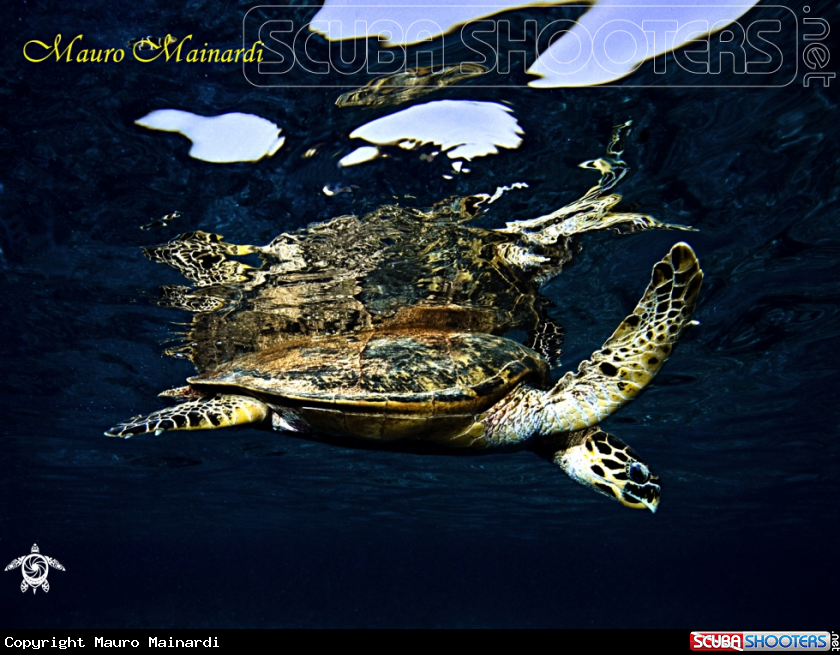 A Turtle erethmochelys