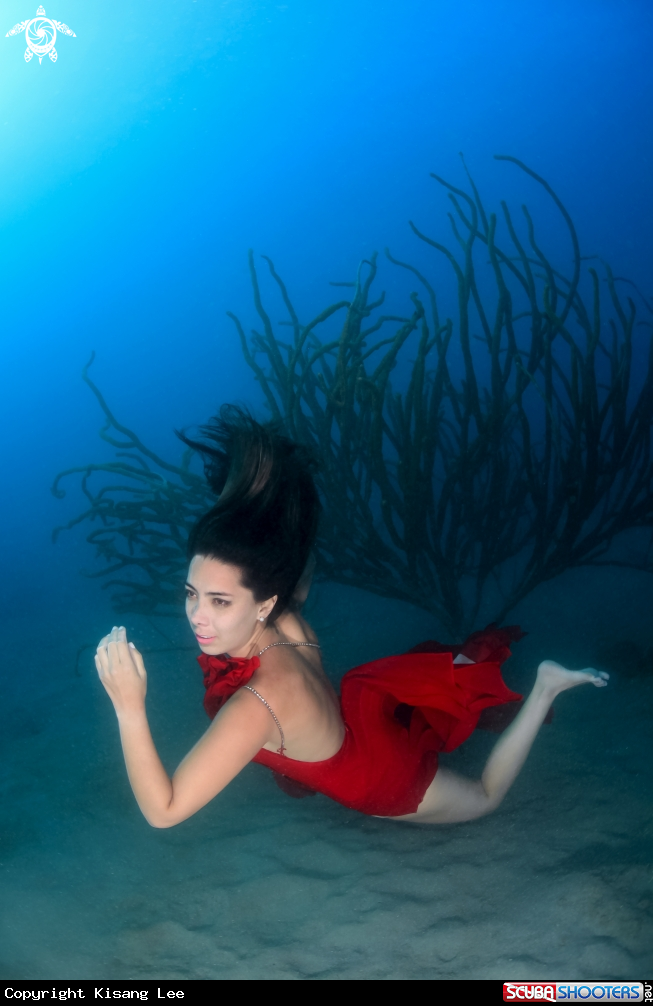 A Free Diver model