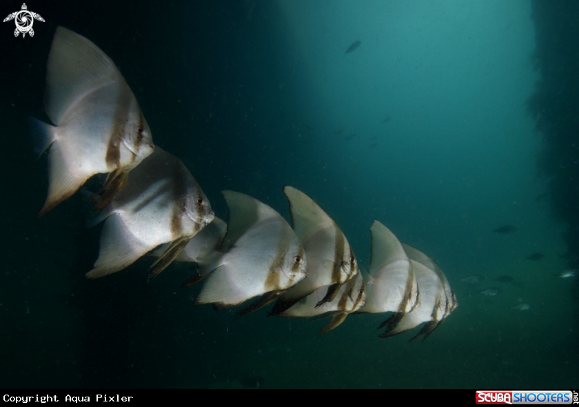 A Junior Round Batfish