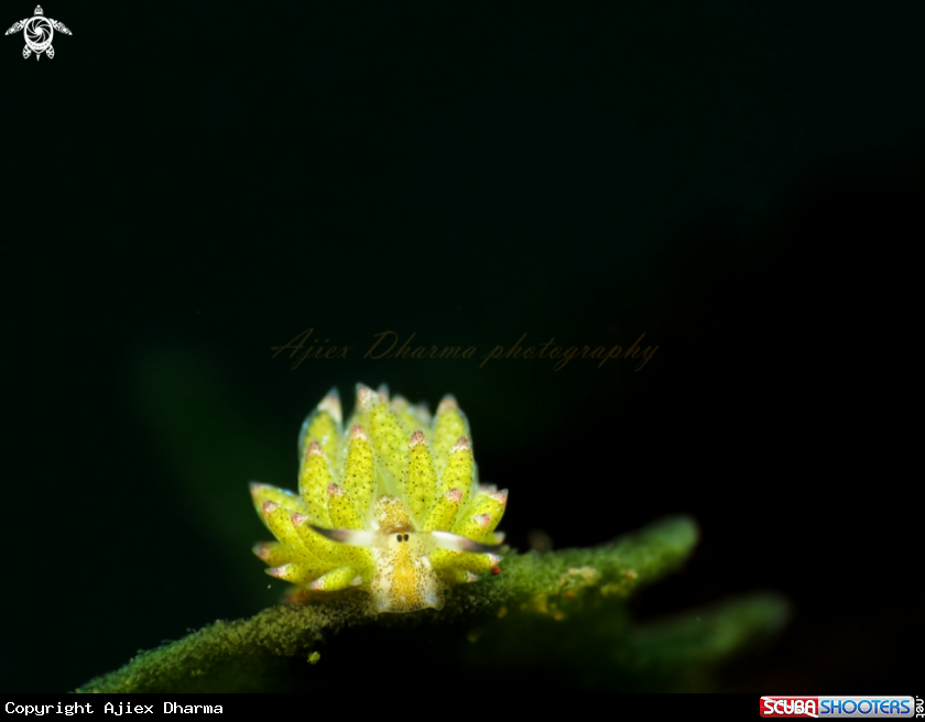 A costasiella kuroshimae