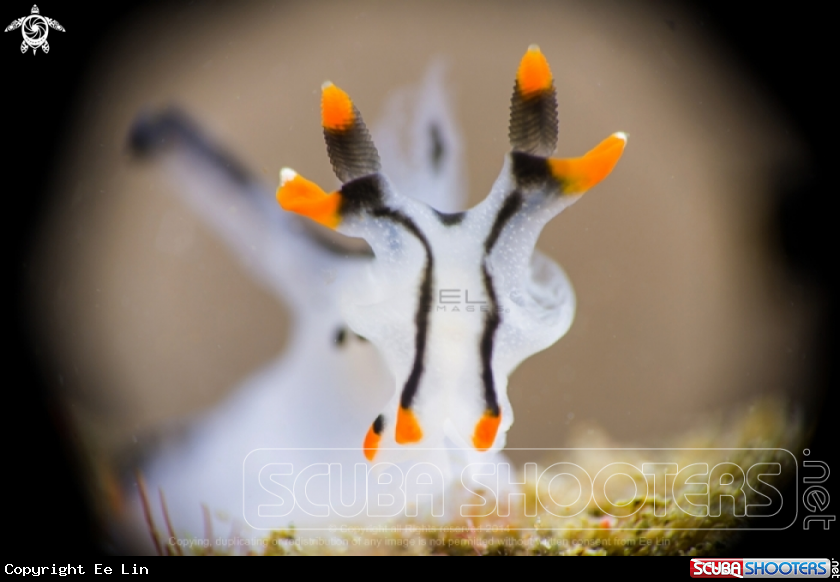 A Nudibranch