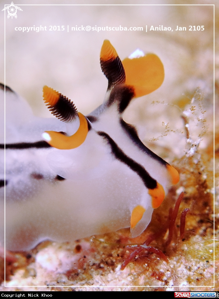 A Pikachu nudi