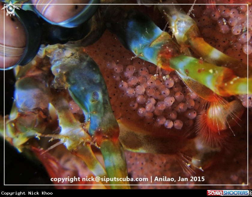 A Mantis Shrimp