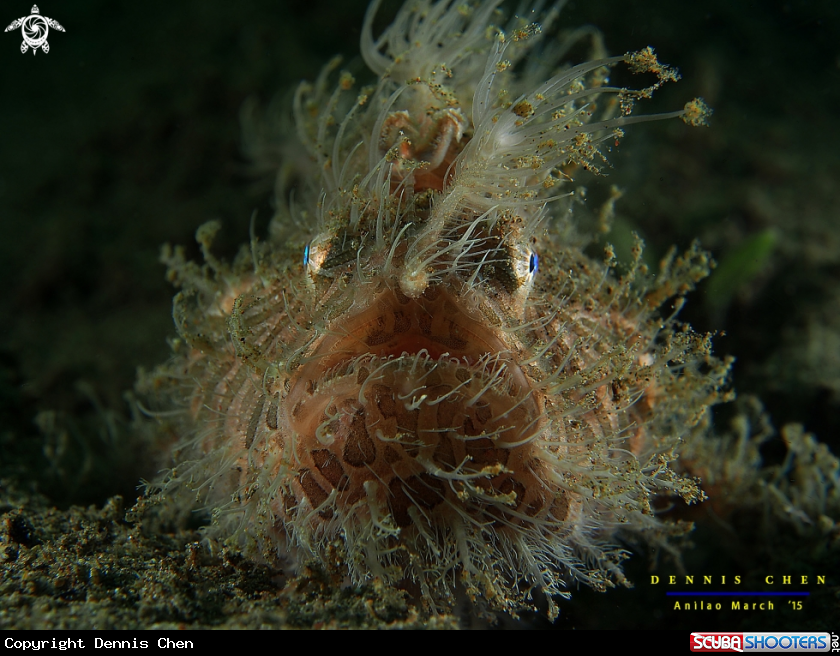 A Hairy Frogfish