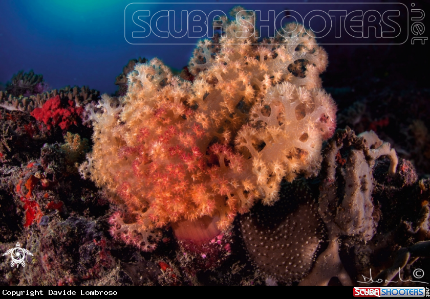 A soft coral