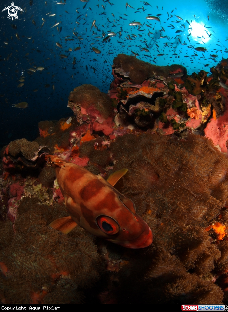 A Blacktip Grouper