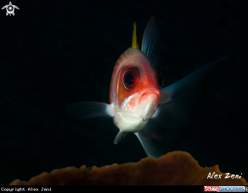 A Soldier fish